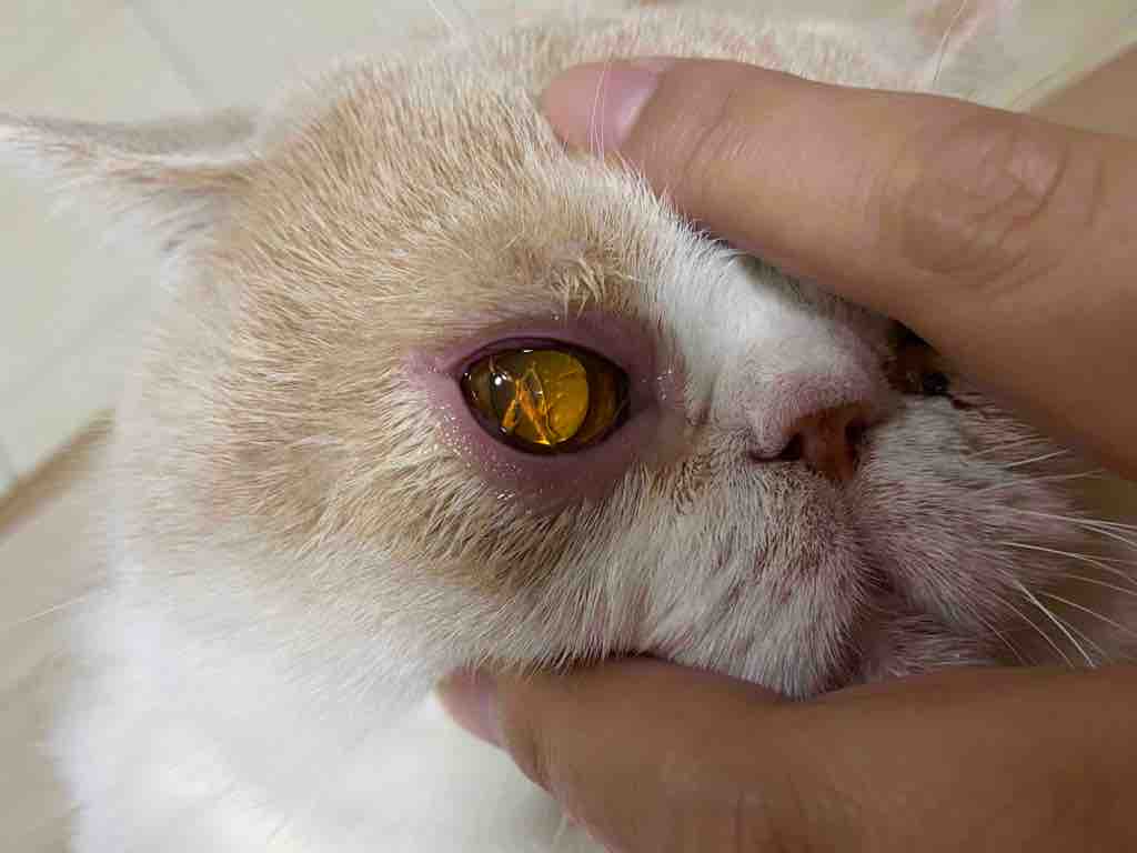 猫猫加菲猫眼屎 - 人人宠