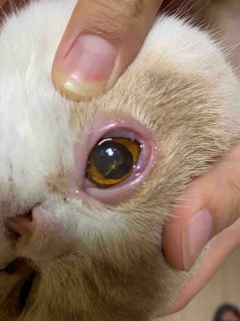 猫猫加菲猫眼屎 - 人人宠