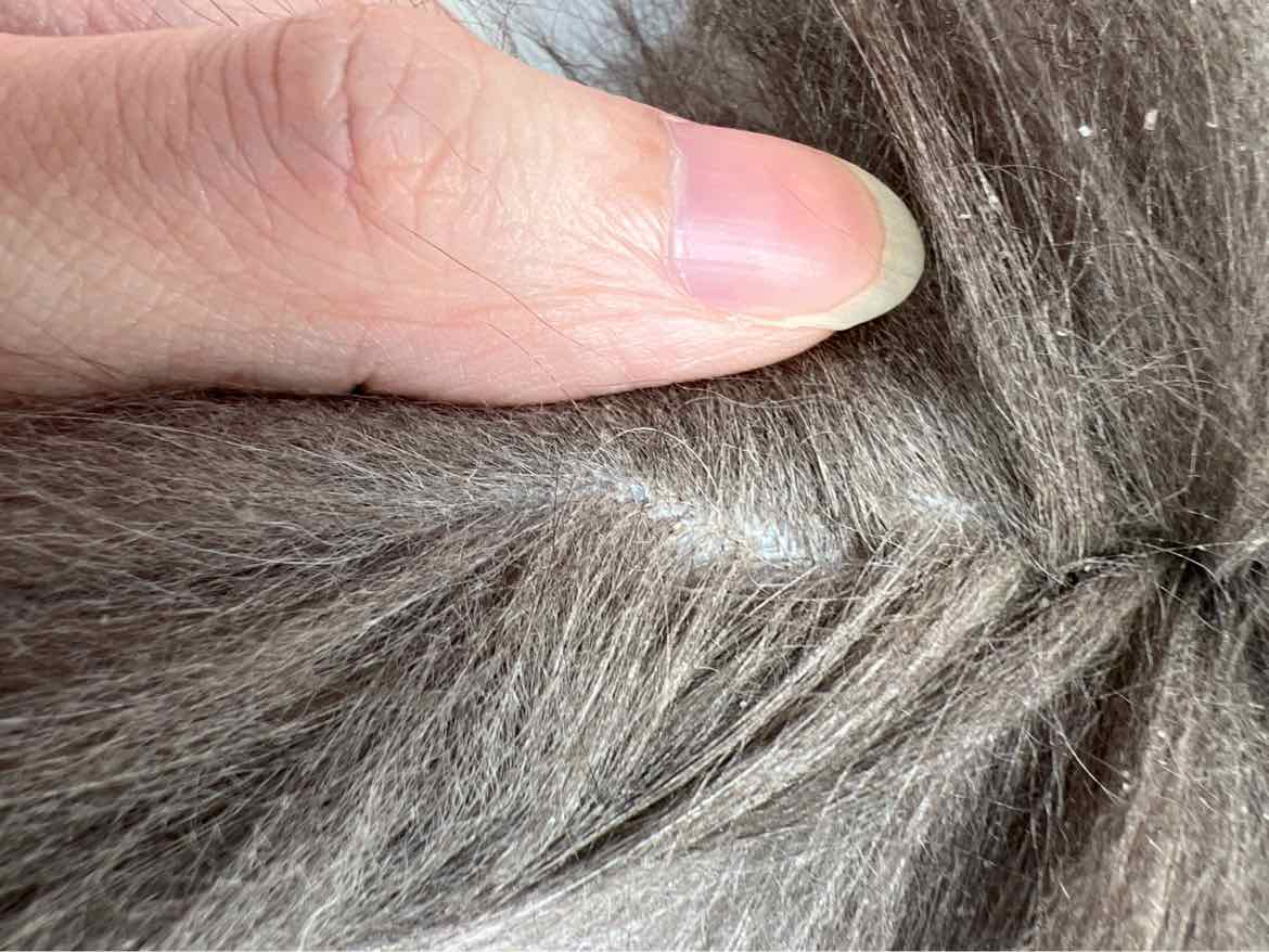 猫猫布偶猫瘙痒,掉毛,脱毛,跳蚤,蜱虫,虱子 - 人人宠