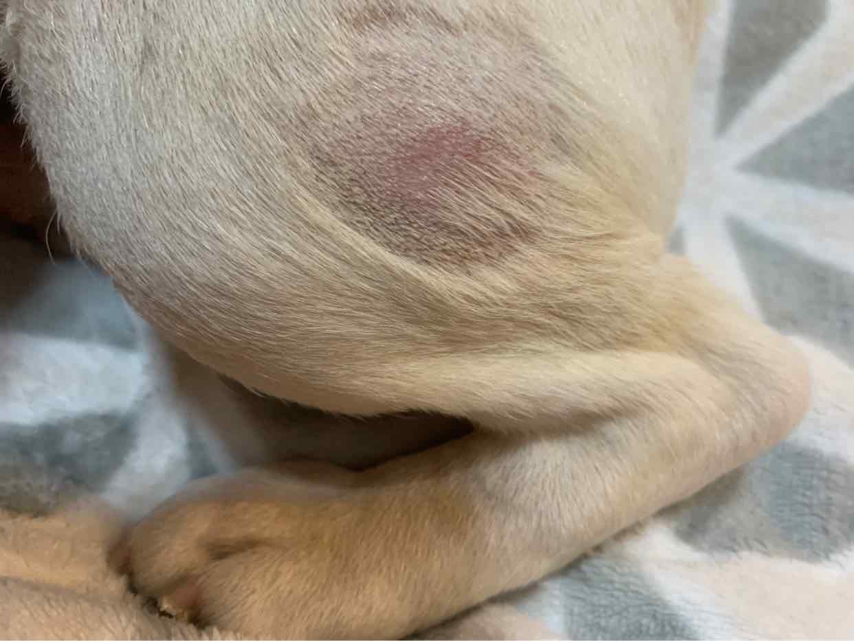 狗狗法国斗牛犬瘙痒,掉毛 - 人人宠