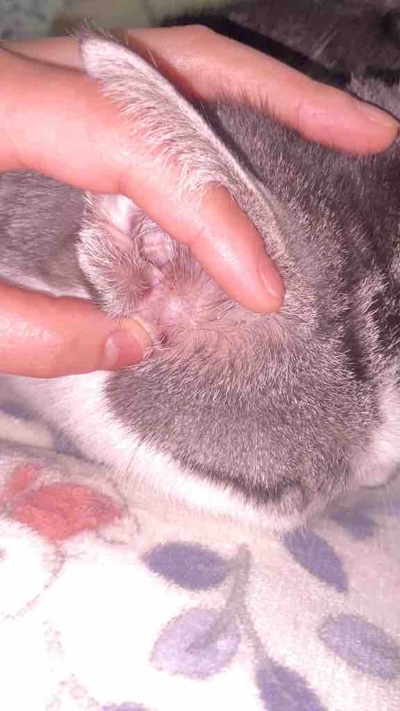 疾病症状图片:右附耳上红肿 摸到硬硬的.