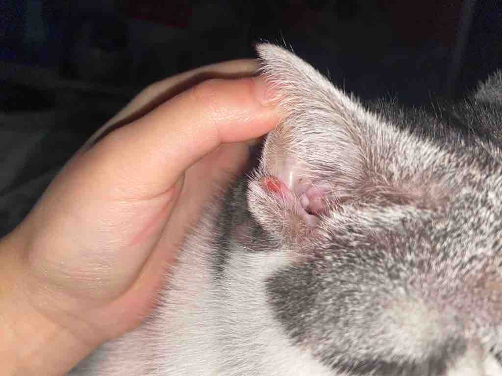 疾病症状图片:右附耳上红肿 摸到硬硬的.