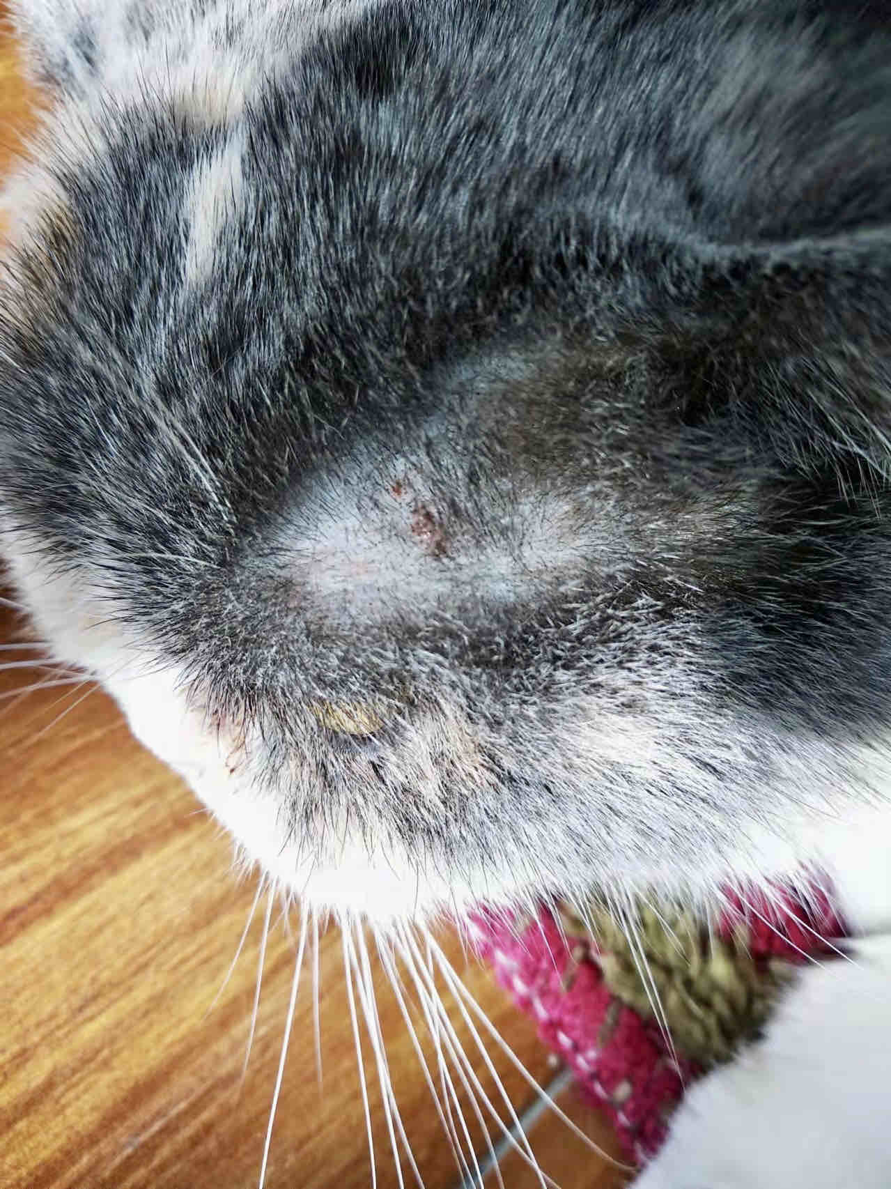 猫猫英国短毛猫瘙痒,掉毛,脱毛,跳蚤,蜱虫,虱子 - 人人宠