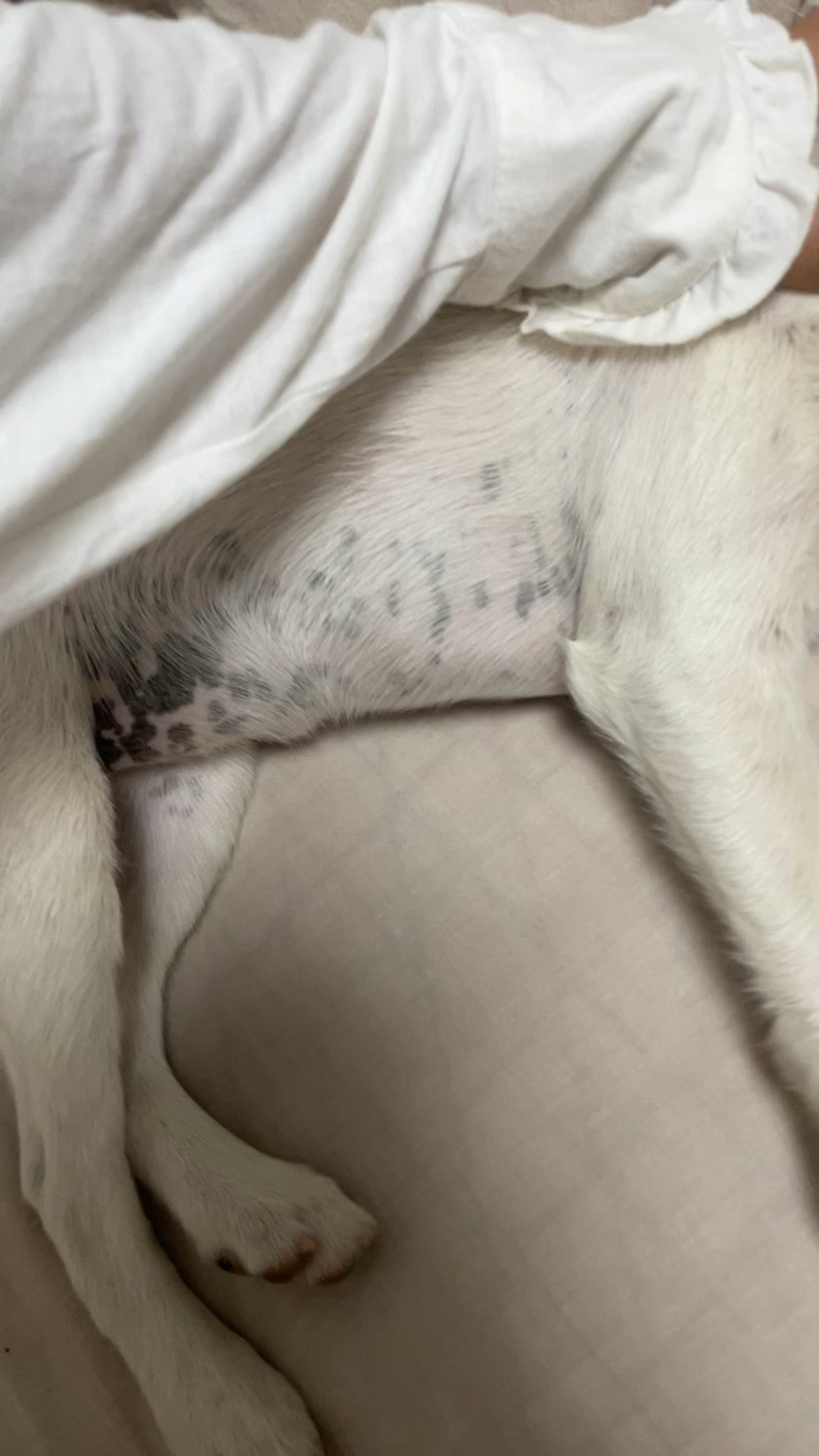 现在越长越多了,还有了疝气,之前看过说是不要紧,白毛狗容易长黑斑