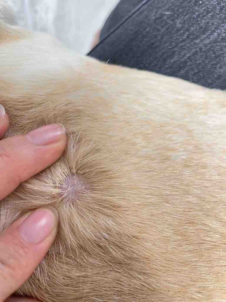 狗狗法国斗牛犬掉毛 - 人人宠