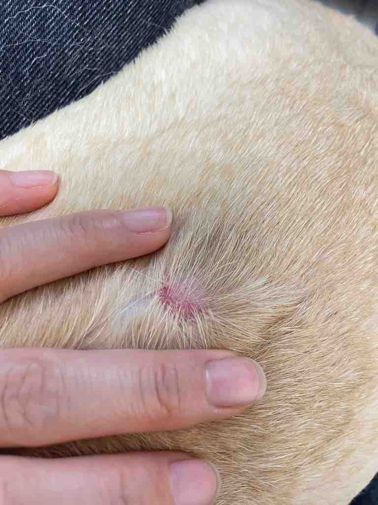 状,带皮屑,并且脱毛,然后发现身上其他地方也有,说是真菌感染脓包症